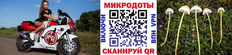 Псилоцибиновые грибы Psilocybe Беломорск